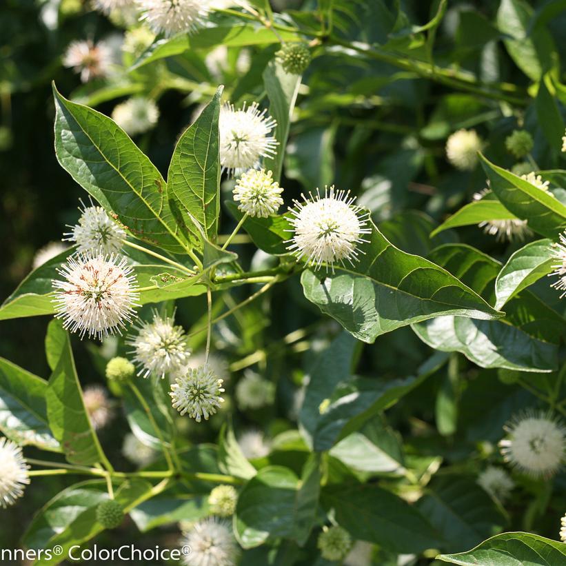 CEPHALANTHUS OCCIDENTALIS `SUGAR SHACK`