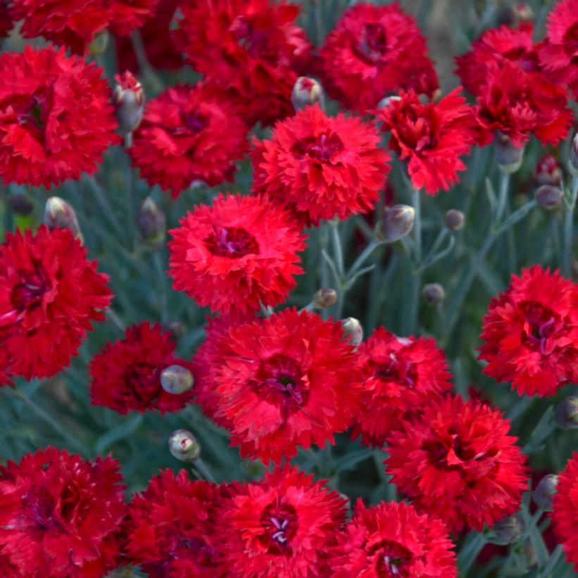 DIANTHUS F.P. `MARASCHINO`