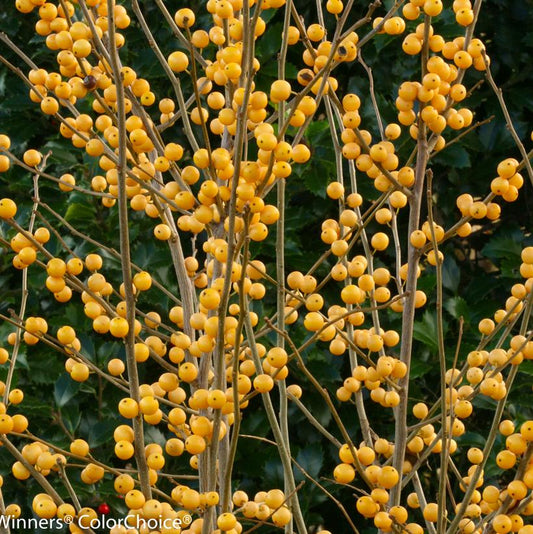 ILEX VERTICILLATA `BERRY HEAVY GOLD`