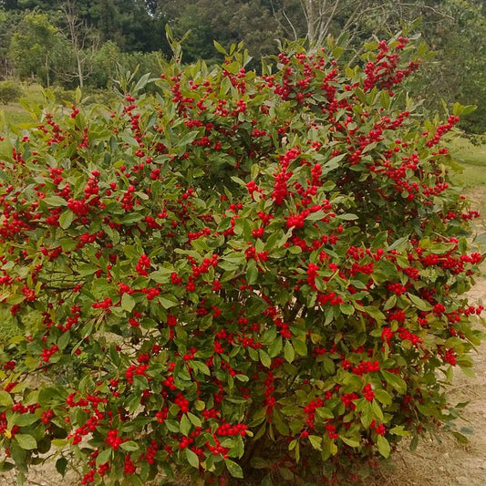 ILEX VERT. `LITTLE GOBLIN RED`