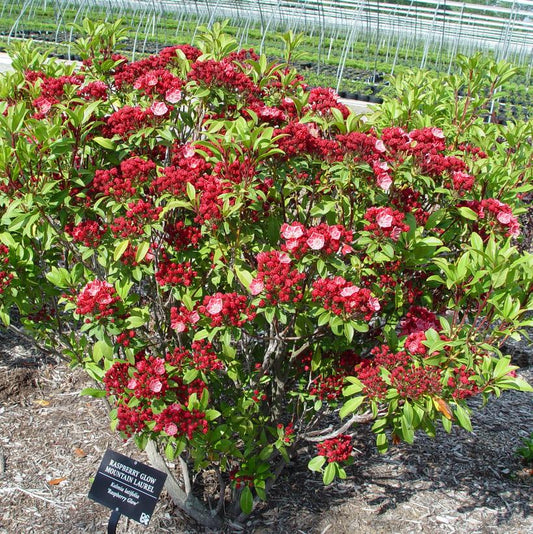 KALMIA LATIFOLIA `RASPBERRY GLOW`