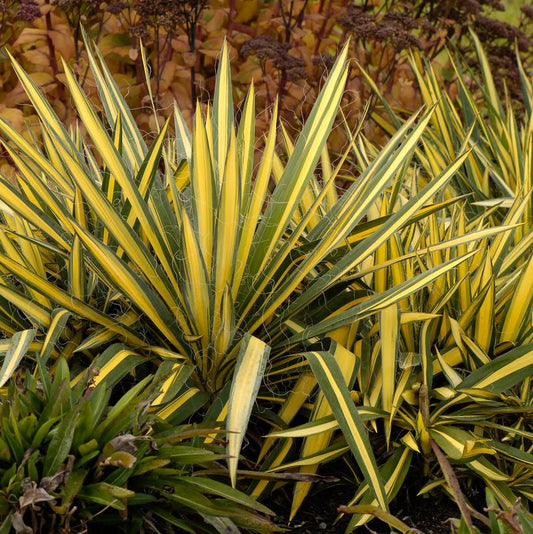 YUCCA FILAMENTOSA `COLOR GUARD`