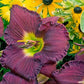 HEMEROCALLIS RAINBOW RHYTHM `NOSFERATU`