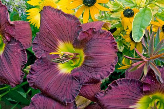 HEMEROCALLIS RAINBOW RHYTHM `NOSFERATU`