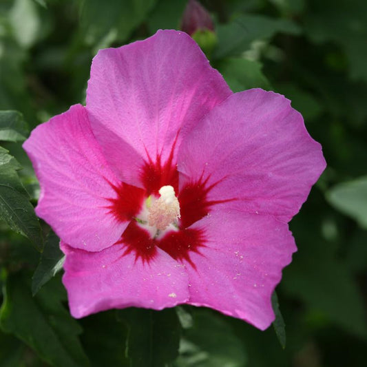 HIBISCUS SYR. `LIL` KIM VIOLET`