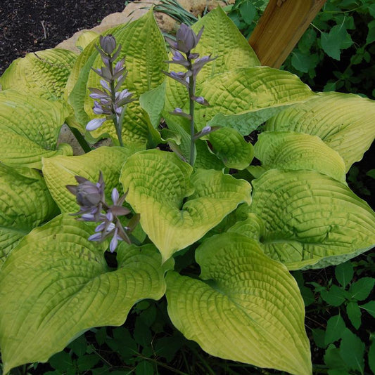HOSTA SHADOWLAND `COAST TO COAST`