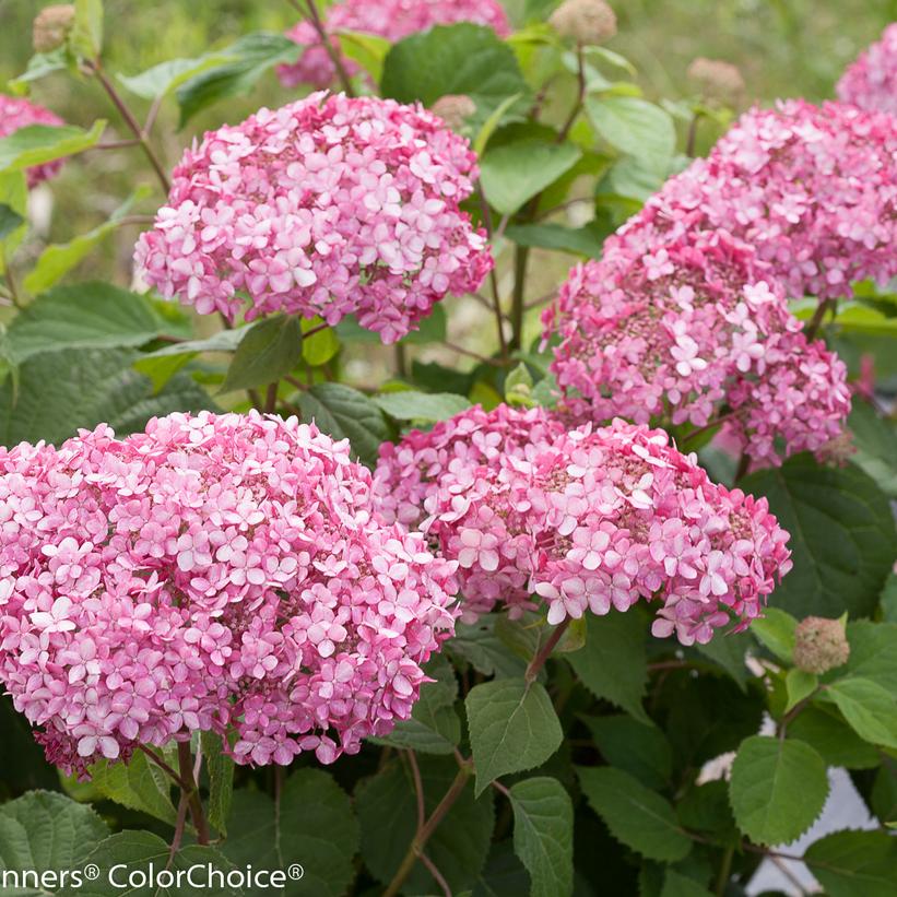 HYDRANGEA ARB. INVINCIBELLE `SPIRIT TWO`