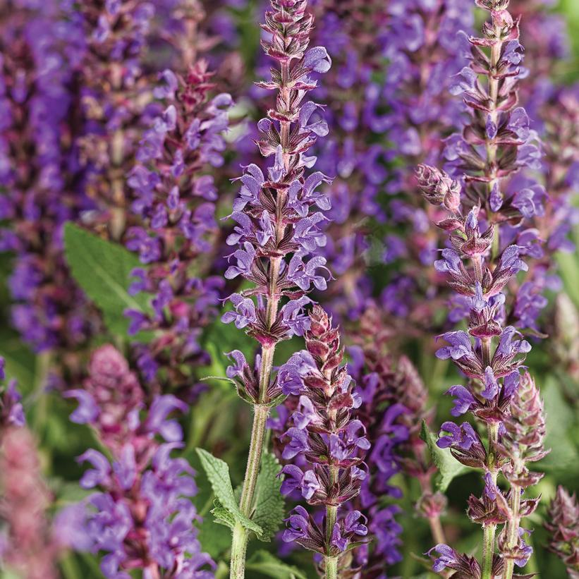 SALVIA COLOR SPIRES `VIOLET RIOT`