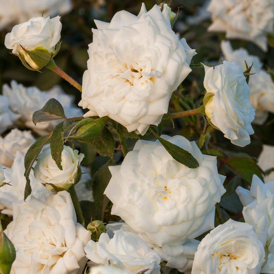 ROSA `DRIFT WHITE`