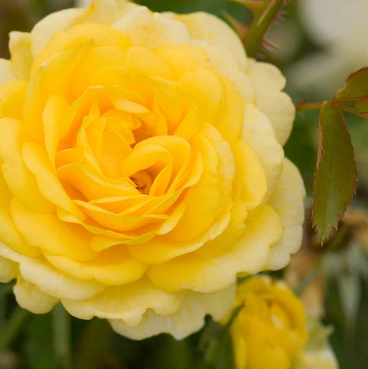 ROSA EE `HIGH VOLTAGE`