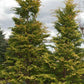 CHAMAECYPARIS OBTUSA `CRIPPSII`