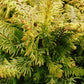 CHAMAECYPARIS OBTUSA `FERNSPRAY GOLD`
