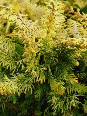 CHAMAECYPARIS OBTUSA `FERNSPRAY GOLD`