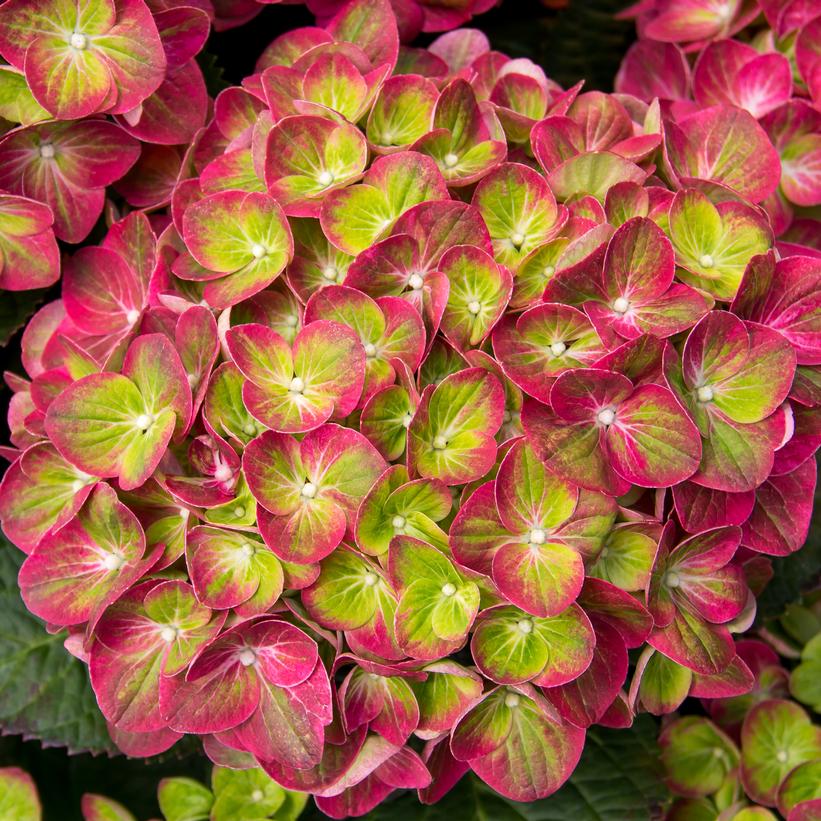 HYDRANGEA M `TILT A SWIRL`