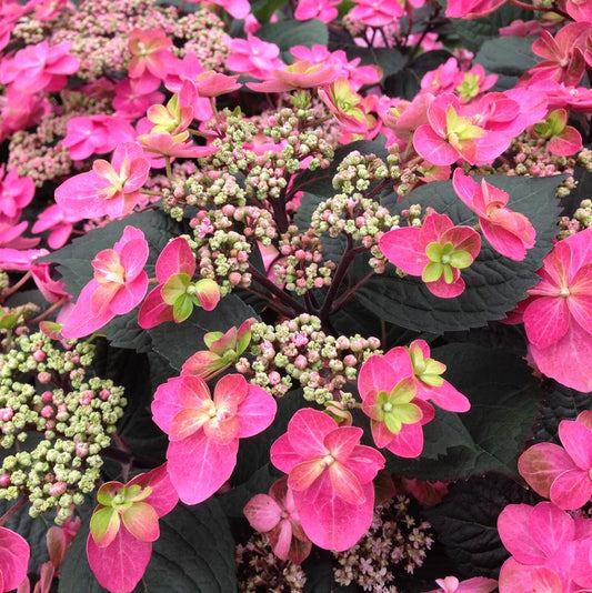 HYDRANGEA M.S. `TUFF STUFF RED`