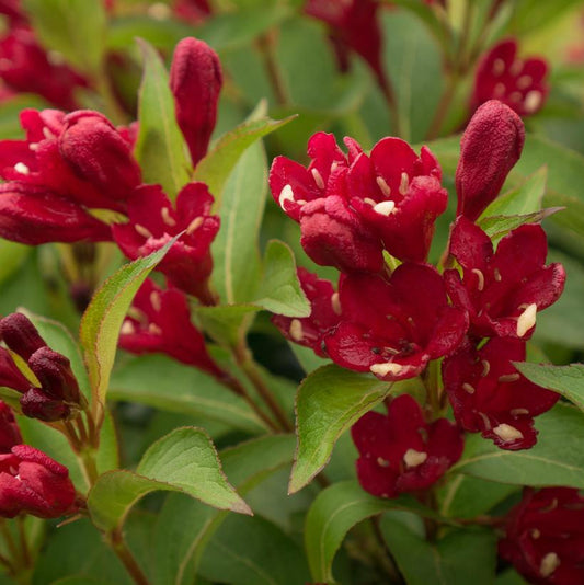 WEIGELA X `MAROON SWOON`