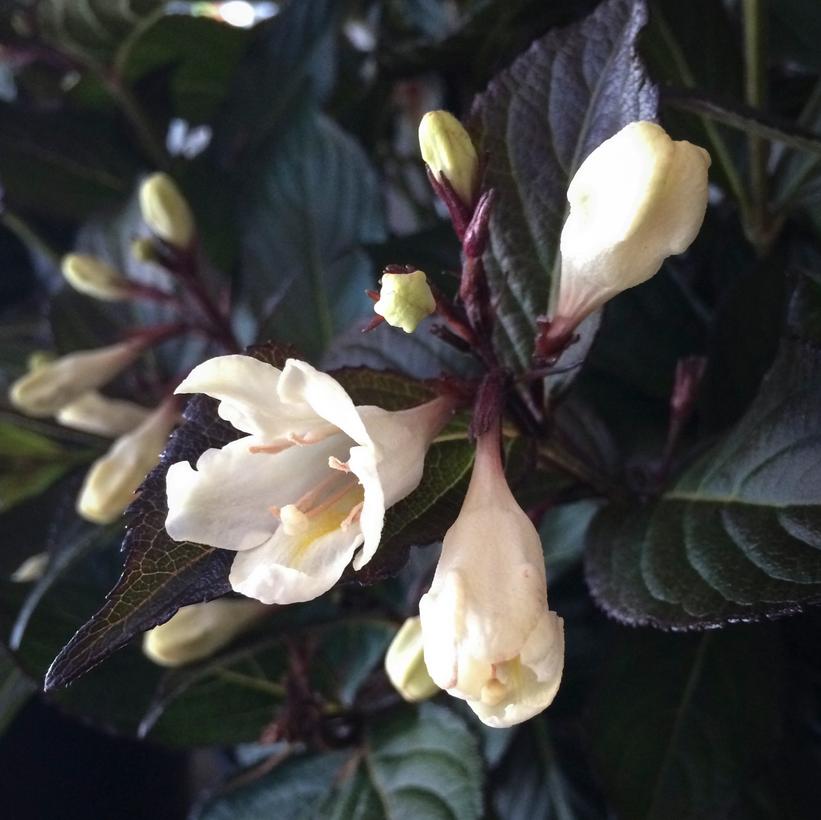 WEIGELA X `TUXEDO`