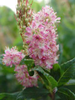 CLETHRA ALNIFOLIA `RUBY SPICE`