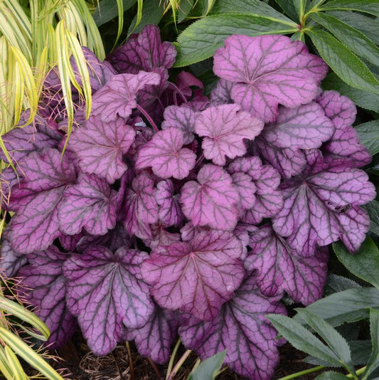 HEUCHERA PRIMO `WILD ROSE`