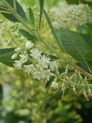 CLETHRA ALNIFOLIA `HUMMINGBIRD`