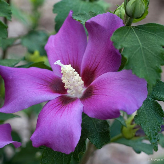 HIBISCUS SYR. `PURPLE SATIN`