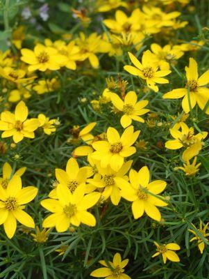 COREOPSIS VERTICILLATA `ZAGREB`