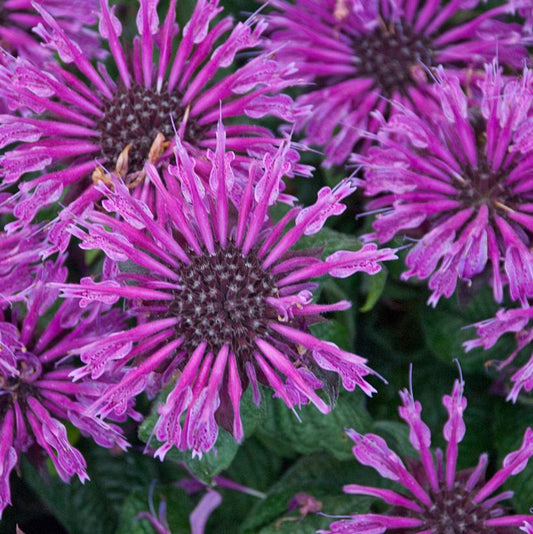 MONARDA `LEADING LADY PLUM`