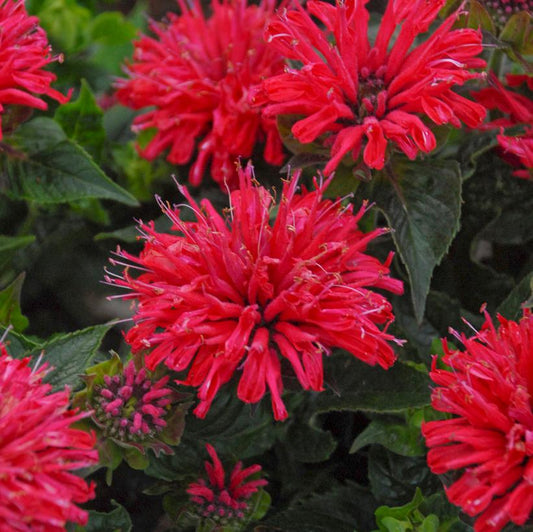 MONARDA `PARDON MY CERISE`