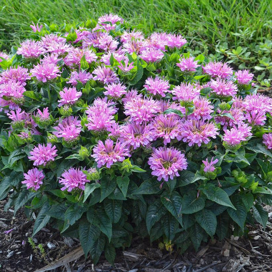 MONARDA `PARDON MY LAVENDER II`