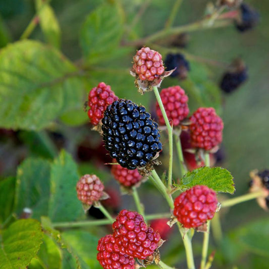 RUBUS `BABY CAKES` THORNLESS BLACKBERRY