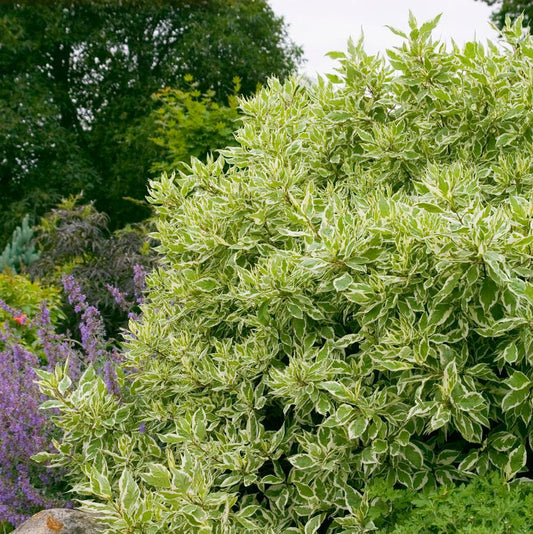 CORNUS ALBA `IVORY HALO`