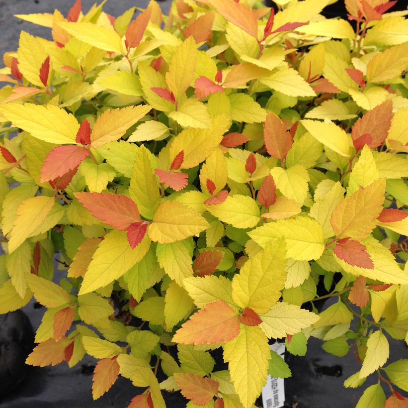 SPIRAEA JAPONICA DOUBLE PLAY `CANDY CORN`