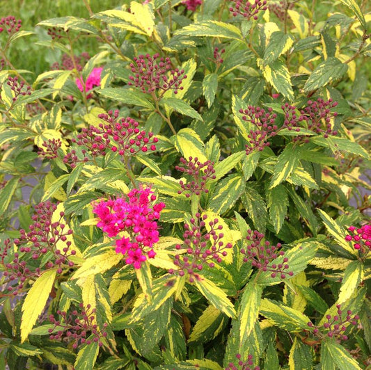 SPIRAEA JAPONICA DOUBLE PLAY `PAINTED LADY`