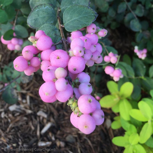 SYMPHORICARPOS `PROUD BERRY`