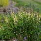 BAPTISIA DECADENCE `VANILLA CREAM`