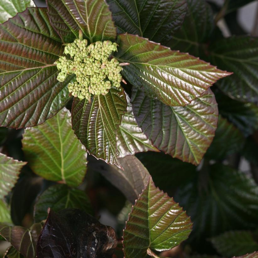 VIBURNUM J. `SHINY DANCER`