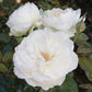 ROSA `BOLERO`