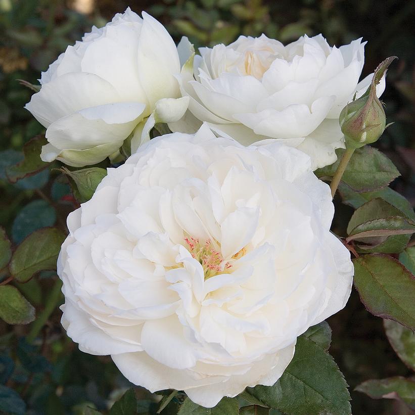 ROSA `BOLERO`