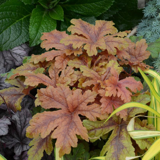 HEUCHERELLA FUN AND GAMES `HOPSCOTCH`