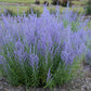 PEROVSKIA ATRIPLICIFOLIA `BLUE JEAN BABY`