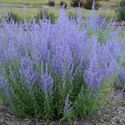 PEROVSKIA ATRIPLICIFOLIA `BLUE JEAN BABY`