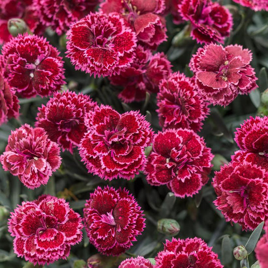 DIANTHUS F.P. `BLACK CHERRY FROST`