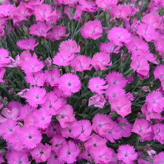 DIANTHUS `PAINT THE TOWN FUCHSIA`