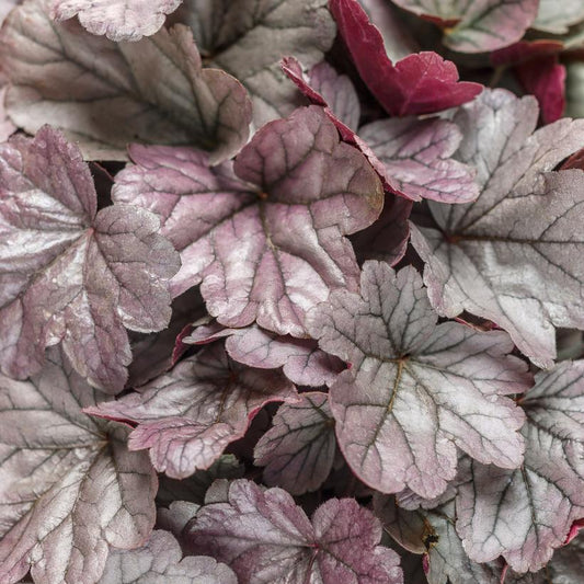 HEUCHERA DOLCE `SILVER GUMDROP`