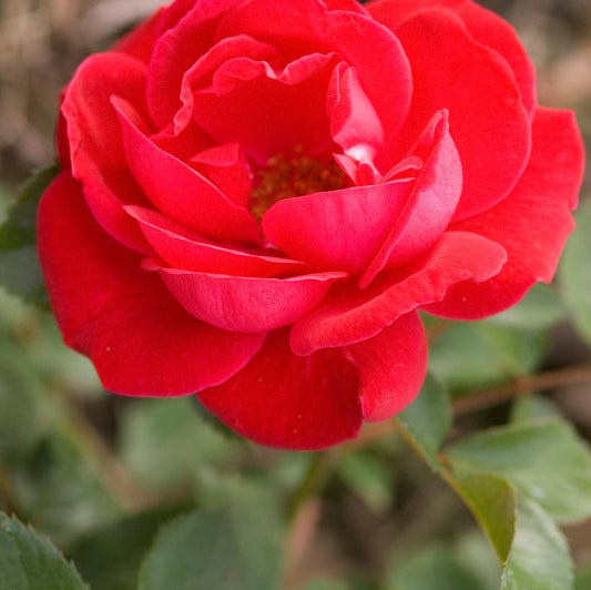 ROSA EE `COMO PARK`