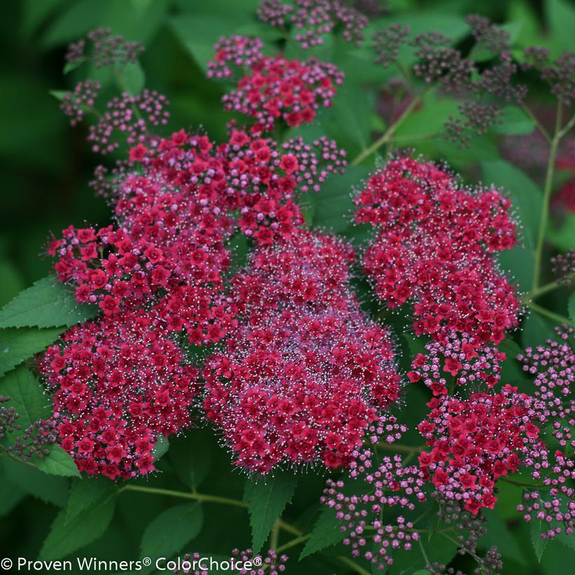 SPIRAEA JAPONICA DOUBLE PLAY `RED`