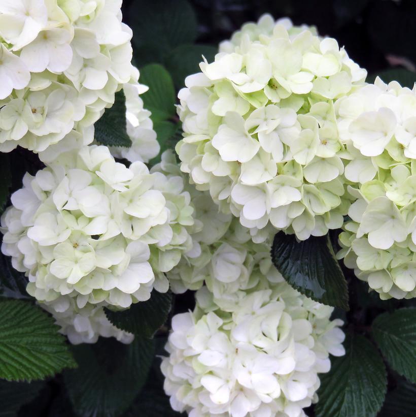 VIBURNUM PLICATUM `OPENING DAY`