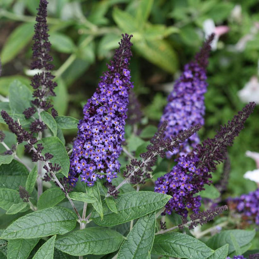 BUDDLEIA PUGSTER `BLUE`