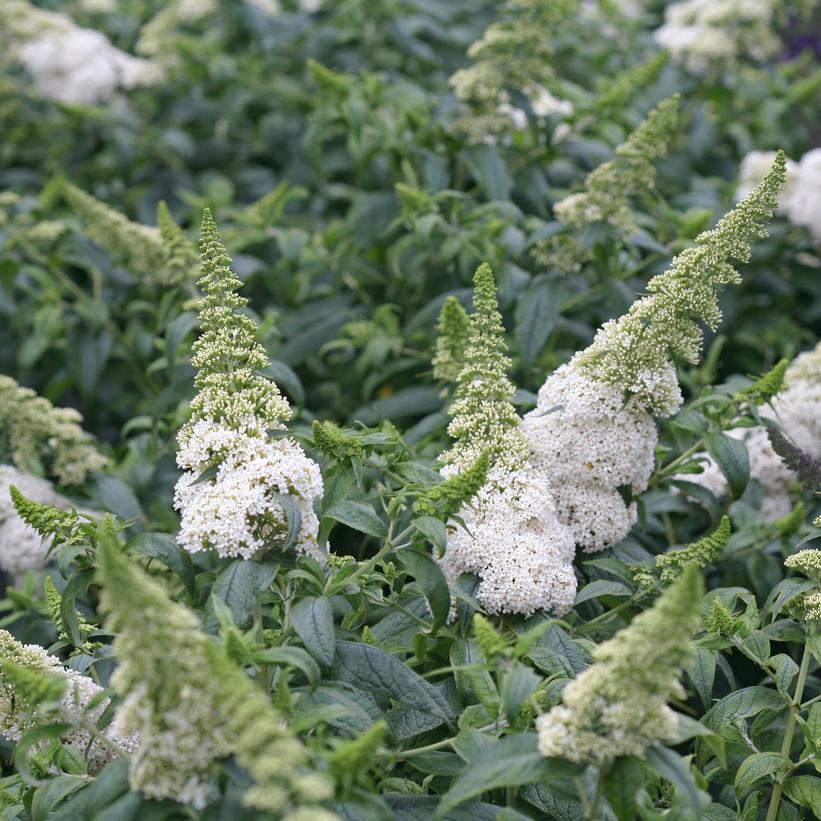 BUDDLEIA PUGSTER `WHITE`