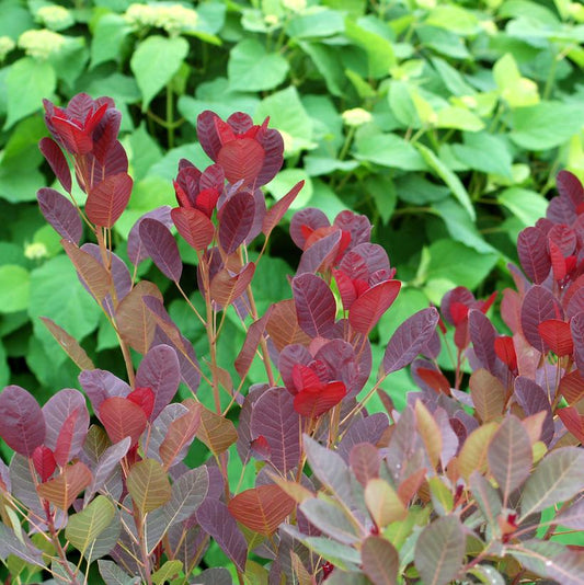 COTINUS COGGYGRIA `ROYAL PURPLE`